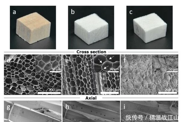 高度多孔、强韧的各向异性纤维素气凝胶-1