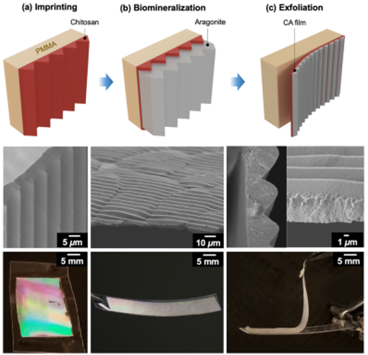 《ACS Nano》生物矿化：仿生贝壳制备超强超韧材料