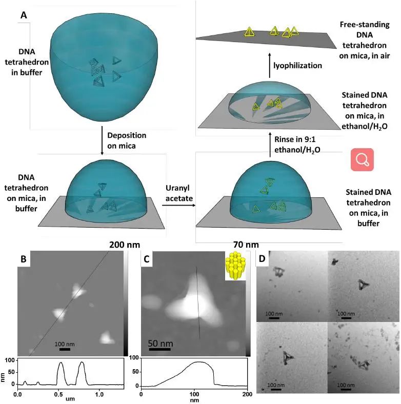 匹兹堡大学刘海涛/哈佛大学尹鹏《ACS Nano》：低密度，高强度的3D独立DNA纳米结构杂化材料